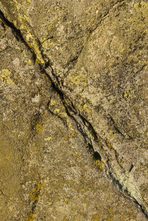 lichen