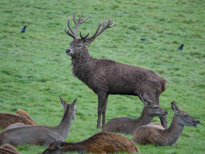 Red deer