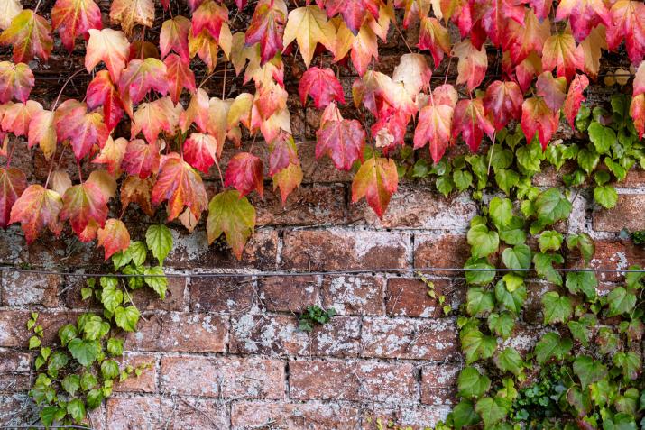 Ivy