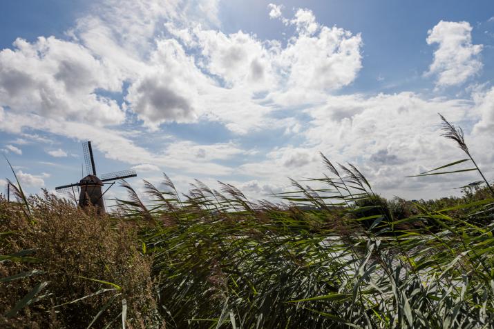 Reeds and windmill at Kinderdijk