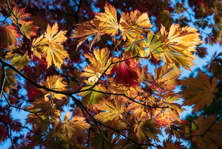acer