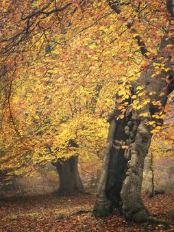 Woodland by Paul Mitchell