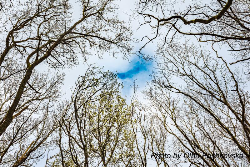 Clunton Coppice trees with sky at background